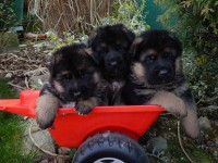 /album/a28-days/stence-e-4tyzdne-014-jpg/